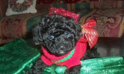 Poodle female puppy akc registered black sweet and playful.Mom is black and is 4.8 pounds and dad is light brown and 4 pounds.
Puppy will come with a health certificate from vet shots wormed puppy starter pack with food blanket toy ect. For more info or