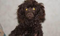 small black toy poodle 7 weeks looking for home. sweet