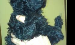 Toy poodle puppies ready now! Parents are family owned and are lavished in love. Puppies have had their tails and dewclaws done. They've been vet checked twice, had their first shots and have been wormed. There are two male and two female, two are very