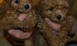 Cute little balls of red fluff, ready on January 9th. They will have 1st shots, be de-wormed, dewclaws and tails done. One year health guarantee. Picture 1 both males, picture 2 female and male, picture 3 sold and female
You can call the breeder/owner at