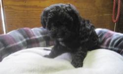 I have a litter of TOY POODLE puppies that are ready for their new homes. They are CKC registered, have their first set of shots and regular worming. They are 8 weeks old. There is a cream female, a female that looks like she is turning silver, a black