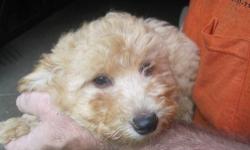 I have a litter of 4 male TOY POODLE puppies that are ready for new homes. They were born on 2/27/2013. The puppies are all apricot, some are dark and others are lighter. They are NON-SHEDDING, great for people with allergies. The boys have had their