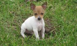 Adorable Toy Rat Terriers, like a Toy Fox Terrier. All males! These dogs have great personalities, make excellent family pets and lap dogs. The BIG dog in a little package. Vet check, tails docked, wormed, shots and ready to go. They will mature under 10