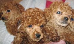 Gorgeous deep red miniature poodle puppies, 1 male, 1 female, born February 27, 2013. AKC registered, always current on shots and wormings, vet checked at 8 weeks. Born and raised in the house, socialized and friendly.