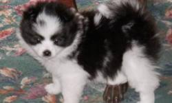 Beautiful Toy Pom puppy with personality plus. She is 8 weeks old. I have both parents on premises and they are family pets with wonderful personalities/temperaments. Both weigh under 6 lbs and have beautiful coats. Last 2 pics are of parents. Dad is the