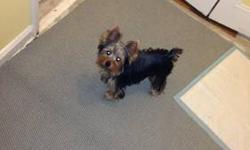 Beautiful Male un-altered Toy Yorkie with papers shots and toys,food,and dog carrier.
He is 6 months old wee wee pad trained.
Due to circumstances Life and Home need to get him a safe home fast
A rehoming fee min.$400 I paid 1000 my loss your gain.
This
