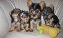 1 Yorkie toy still remain( 1 girl - 1.14 lbs). purebred Yorkies, born March 20th. They all have their tails docked, are vet-checked, were given their first shots, and are de-wormed. * Toys are $850!* They are VERY friendly and active! Great around