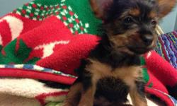 Hi, I have 2 yorkie puppies. One boy & 1 girl. They are going to be 8 weeks old this Wednesday & will be ready to go to a new & loving home. I own both the mother & father (full toy Yorkies) The father is a black & tan yorkie weighing 4 pounds and the