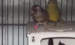 im trading my two exotic finches for gouldians please call me 917-577-9161