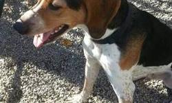 Treeing Walker Coonhound - Alpha - Large - Adult - Male - Dog
Alpha is one of the sweetest and smartest dogs you will ever meet! He knows how to sit, lay down and even give paw! He is up to date with vaccines, neutered, is on heart worm preventative,