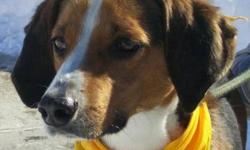 Treeing Walker Coonhound - Dallas - Medium - Adult - Male - Dog
I am a young affectionate adult 1-2 years old who loves to run and play. I am good with kids and other well behaved dogs and I would love to have a home and family to play with, walk with and