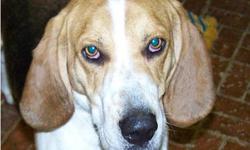 Treeing Walker Coonhound - Darby - Medium - Baby - Female - Dog
Darby is an adorable 6 month old Walker Hound. Love those ears!! She has the typical hound nose and wants to smell everything, but she also thinks she should be a lap dog and likes to sit on