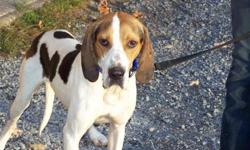 Treeing Walker Coonhound - Flash - Large - Adult - Male - Dog
This poor guys needs a kind person to show him the world is not a scary place. We do not know what his history is, but we know he is just not sure about what is going on! He also needs to be in