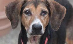 Treeing Walker Coonhound - Greer - Large - Adult - Female - Dog
Greer was found as a stray in Irondequoit. She is a 6 year old,53 pound Hound/mix, who is a bit tentative at first, but was willing to come outside with me after she made up her mind to do