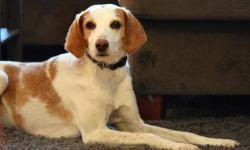 Treeing Walker Coonhound - Honey Foster Home Needed Asap - Small
Honey is a 3 yr old female, Spaniel mix. She has a sweet personality she gets along well with dogs, cats, and kids. She is housebroken and loves spending the day lounging on her dog bed,