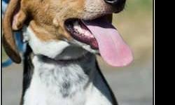 Treeing Walker Coonhound - Jubilee - Large - Adult - Female
JUBILEE was a great mother to her 5 puppies, and now it's her turn to find a home. She is a bit shy, but warms up quickly. She needs a home where she will get socialization and training. She is a