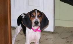 Treeing Walker Coonhound - Lex - Medium - Baby - Male - Dog
Lex is a sweet boy, about 3-4 months old. He is up to date on vaccines and will be neutered and microchipped as soon as possible. He is very good with other dogs and just a playful pup! If you