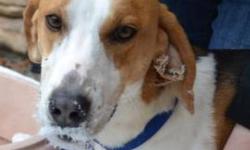 Treeing Walker Coonhound - Wesley - Large - Adult - Male - Dog
Wesley is another dog who has very long legs, and loves to run. He too is a Coonhound/Treeing Walker mix. He was more than ready to get out of his kennel and once in the court yard he raced,