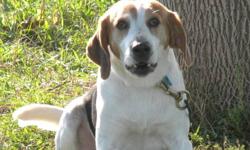 Treeing Walker Coonhound - Willie - Large - Young - Male - Dog
This Walker Coon Hound is also at the kill shelter is big for the breed. He was very friendly and looked to be about 2ish. He will be neutered and up-to-date on his shots.
CHARACTERISTICS: