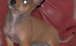 PRETTY POOCH PUPPIES IS PROUD TO PRESENT FOR YOUR CONSIDERATION THIS MAGNIFICENT LITTLE BOY CHIHUAHUA PUPPY! THERE IS ONLY A MALE CHI AVAILABLE NOW. THE CHI WEIGHS 27 OUNCES. HE IS CHARTING TO BE AROUND 4 POUNDS FULL GROWN. HE IS SO SMALL IT SEEMS
