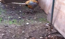 Trio of reeves pheasants hatched 2014. Will be able to breed this coming spring. I purchased the several weeks ago from northern CA and decided against keeping them. They come with a 50lb bag of poultry crumble. Check distance, I will not meet nor
