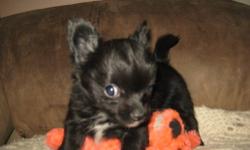 super fluffy long coated ,super fast,, lots of kisses come from this chihuaha bear shes got tiny perky littl ears, petite facial, short leggs & the real deal parents here to see mother is just 3 lbs father is 2.5lbs.
Shes going to the vet on dec 5th can