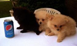 Beautiful Teddy Bear Poms, Male & Female ~ Ten Weeks Old Happy And Healthy Looking For The Best Of Homes..First Shots And Wormed, Home Raised With Lots Of Love..$450...For More Info. Call (585) 698_0788 for faster service please call, or text..
THESE ARE