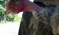 I have a gray turken rooster for sale. He is used to children and about a year old. Turkens are know to be very affectionate and cold hardy. Don't waist any time adding this unusual chicken to your flock!
This ad was posted with the eBay Classifieds