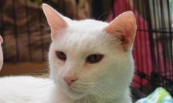 Turkish Angora - Ella - Medium - Young - Female - Cat
This is Ella. She was dumped at a location with no note, food and water. She was so affectionate to people and was starving for food. We did not how long she was abandoned for so we thought it was just