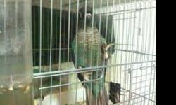 I have 2 Turquoise green cheek conure they both of the gender in unknow but I already DNA test them im just waiting for the result... there are about 11month old .... if your interested email me or call or text at 347-499-5574 thank you god bless!!!