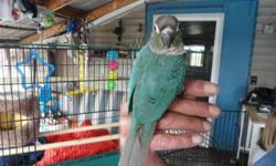 She is a Turquoise Green Cheek Conure, she was hatch March 1,2014, I call her Skyler. I am selling her because i don't have the time for her. she is a beautiful, just needs attention and loved. asking $200 with cage and toys. 518-735-4317