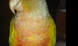 WE HAVE TWO MALE TURQUOISE GREEN CHEEK CONURES SPLIT TO PINEAPPLE FOR SALE. THEY ARE CURRENTLY BEING HANDFED AND WILL BE READY SOON. PLACE YOUR DEPOSITS NOW, AS THESE BIRDS WILL GO QUICK. WE ALSO HAVE A FEMALE YELLOW SIDED TURQUOISE AVAILABLE AS WELL.