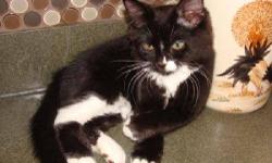 Tuxedo - Bonesy - Medium - Young - Male - Cat
Tuxedo kitty needs a place to call home fast. His family is relocating to assisted housing due to illness is preparing to move within the next two weeks. It is hoped Boney will find a home so that the family