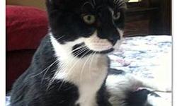Tuxedo - Charley - Medium - Baby - Male - Cat
Charley was found on the streets of Spanish Harlem and he?s only 3-4 months old. He is so resilient, happy and healthy now. Charley is completely adorable and is nonstop entertainment. Watching him play will