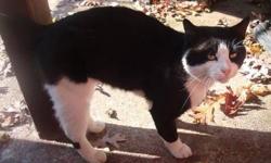 Tuxedo - Cooper - Medium - Adult - Male - Cat
This sweet male Tuxedo kitty lost his home and is in desperate need of an outdoor (or indoor/outdoor) situation.
See this kitty and others at http://www.animalkind.info
All our rescues are tested, altered by
