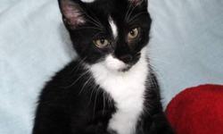 Tuxedo - Cozumel - Medium - Baby - Male - Cat
I am Cozumel. My three siblings and I were found in an empty old horse trailer - no sign of our mom anywhere. It was really scary out there as we were only about 6-7 weeks old and all by ourselves. We were