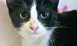 Tuxedo - Dapper Dan - Medium - Senior - Male - Cat
Where, Oh Where, Has He Been?
Dapper Dan was born about March 17, 2004 and weighs about 12 lbs. He arrived looking rather tattered, but now he is a handsome gent looking for a new home and one where he