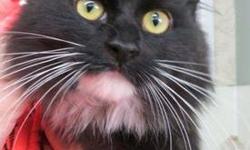 Tuxedo - Delilah - Medium - Adult - Female - Cat
(No. 276) My name is Delilah and I'm a gorgeous long haired adult female. I have tuxedo markings and lovely long white whiskers. I came to the shelter as a stray and I enjoy sharing my cage with another cat
