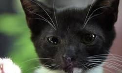 Tuxedo - Ebony And Ivory. Young Tux Brothers. Great With Kids!
Ebony & Ivory were given to us by Animal Care and Control when they were scrawny, hungry 3 week old kittens. They have been hand-raised in a loving foster home every since!
The boys have grown