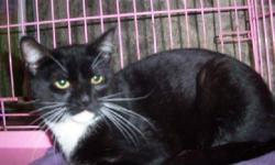 Tuxedo - Grisou - Medium - Young - Male - Cat
Grisou (pronounced 'Gree'jou', which is French for 'Gray') is approximately 1-2 years old. He was found starving and begging for food in New Paltz, NY. He is putting weight back on, and would love to find a