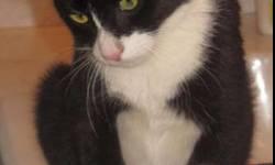 Tuxedo - Half Pint - Small - Young - Female - Cat
Small young female Tuxedo. Half Pint is a lovely, petite, wonderfully-affectionate girl, about 2 years of age. She lost her home when her caretaker became ill. If after watching her video you'd like to