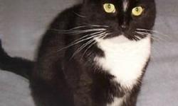 Tuxedo - Mimi - Medium - Adult - Female - Cat
Poor Mimi, she looks a little rough around the edges. The life of a stray is not at all glamorous! Mimi is just a little sweetie though, appreciative of everything we do for her! She would be a wonderful