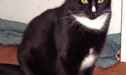 Tuxedo - Min - Medium - Young - Male - Cat
Young male Tuxedo. Min came from the euthanasia list at a kill shelter at about 6 months of age in the winter on 2011 after being found on the street. He was very wary of humans but now, almost a year later, he