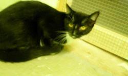 Tuxedo - Miss Mouse - Medium - Young - Female - Cat
Miss Mouse is a shy and sweet kitty. She likes exploring and loves to be pet. She would do best in a quiet home with few pets. Our cats are up-to-date on shots. They've been given flea and worm
