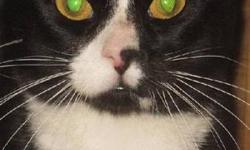 Tuxedo - Pixel - Medium - Adult - Male - Cat
(No. 779) Pixel is my name and I'm an adult male black and white tuxedo cat with gorgeous light green eyes. I came to the shelter as a strary. I have white whiskers and I'm a calm fellow. The shelter will have