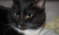 Tuxedo - Polly Ballerina - Small - Adult - Female - Cat
Small adult female Tuxedo. Little Polly is a super affectionate, outgoing 5 year-old who has lived her life among many cats and currently cohabits with many dogs as well. If, after watching her