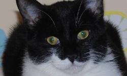 Tuxedo - Reed - Piano - Medium - Young - Female - Cat
I wear one white stocking!!
Reed was born under a trailer on 5/1/12 and had the very good luck of being scooped up by a gentle human. Reed , her siblings, and their mother happily settled in at Joyful