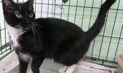 Tuxedo - Scarlet - Medium - Young - Female - Cat
(No. 759) My name is Scarlet. I share my cage with Skittles so living with other cats will be no problem. I'm a black and white short-haired young female. I have large white socks on my back legs and