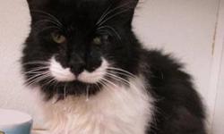 Tuxedo - Skirts - Medium - Adult - Female - Cat
Hi! My name is Skirts. A few of the male cats like chasing me around. I guess human males like doing that too. When I came to MHAA the nice shelter workers noticed that my mouth was bothering me. It turns