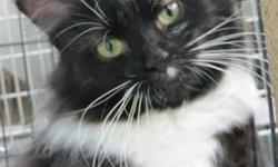 Tuxedo - Skittles - Medium - Young - Female - Cat
(No. 345) My name is Skittles. I'm a female long-haired tuxedo beauty about a year old. I have a fantastic white bib, white paws and lovely green eyes. I use the litterbox and I've already be spayed by the